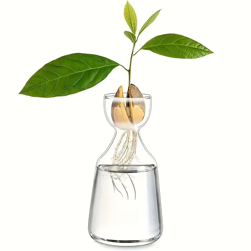 Glass Avocado Seed Vase