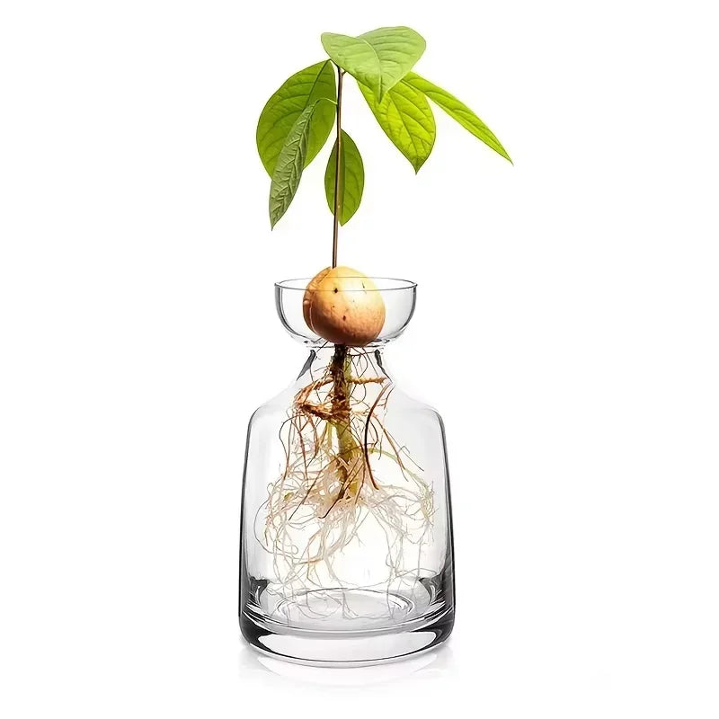 Glass Avocado Seed Vase