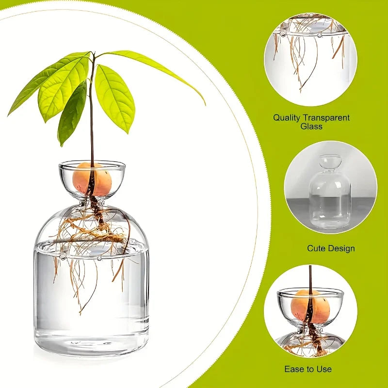 Glass Avocado Seed Vase