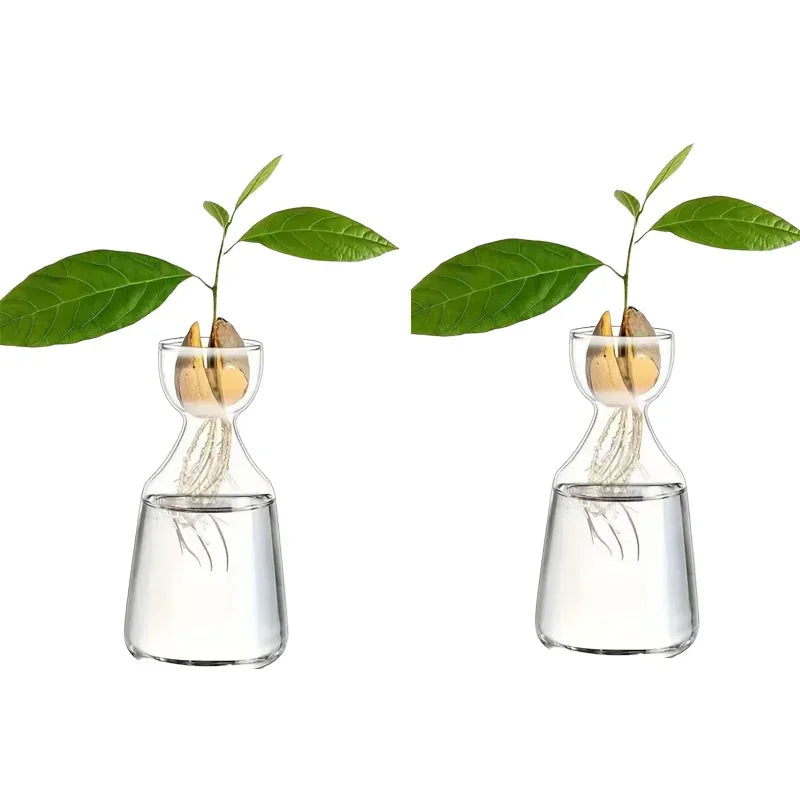 Glass Avocado Seed Vase