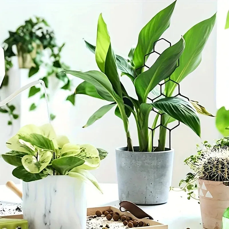 Mini Climbing Plant Trellises | Set of Three